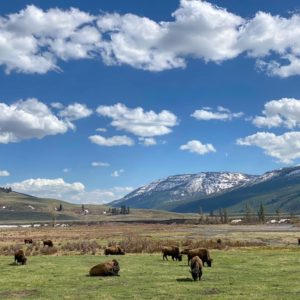 10 Quick Packing Tips for Summertime in Yellowstone
