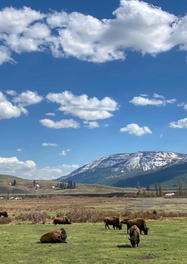 10 Quick Packing Tips for Summertime in Yellowstone