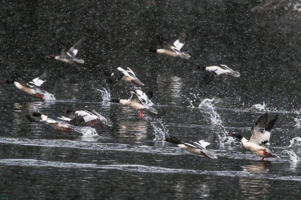 A Beginner's Guide to Birding: Get Started with 2 Easy Steps