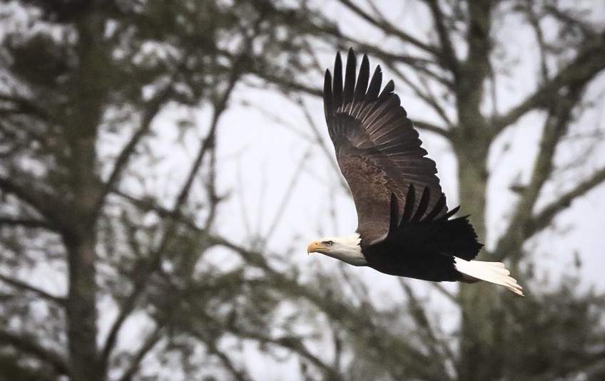 A Beginner's Guide to Birding: Get Started with 2 Easy Steps