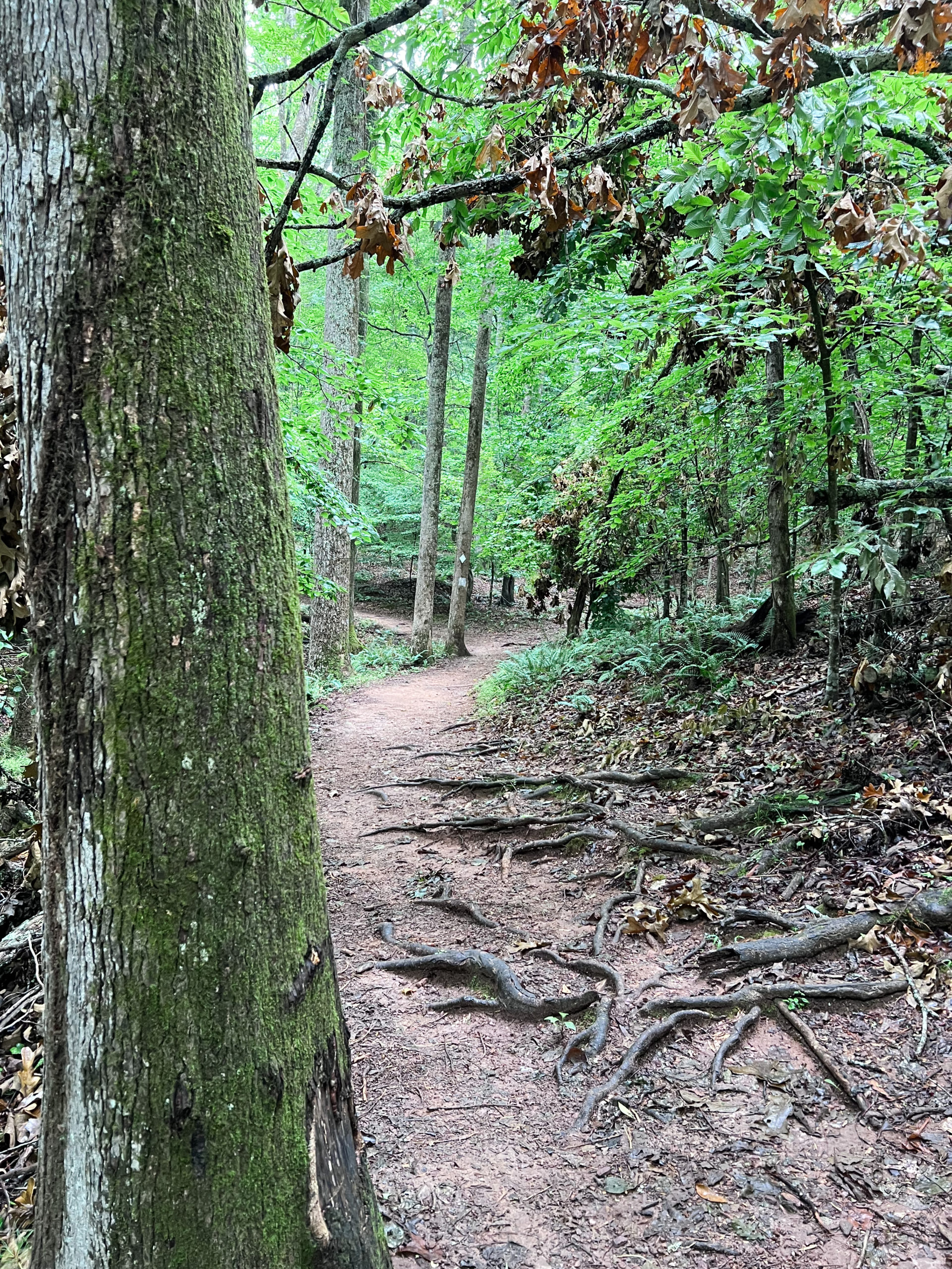 Your Quick Guide to Georgia's Sweetwater Creek State Park