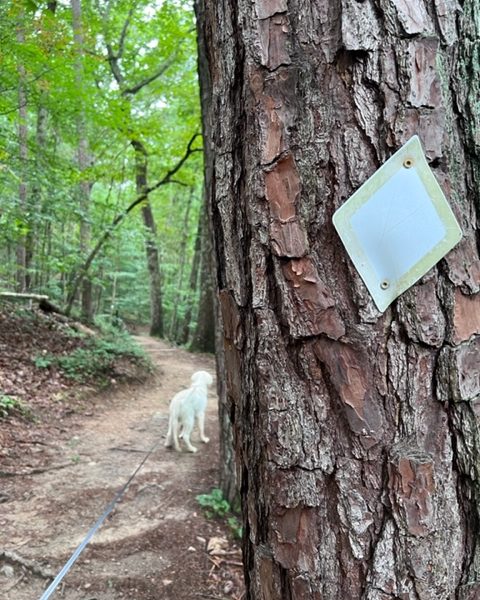 Your Quick Guide to Georgia's Sweetwater Creek State Park