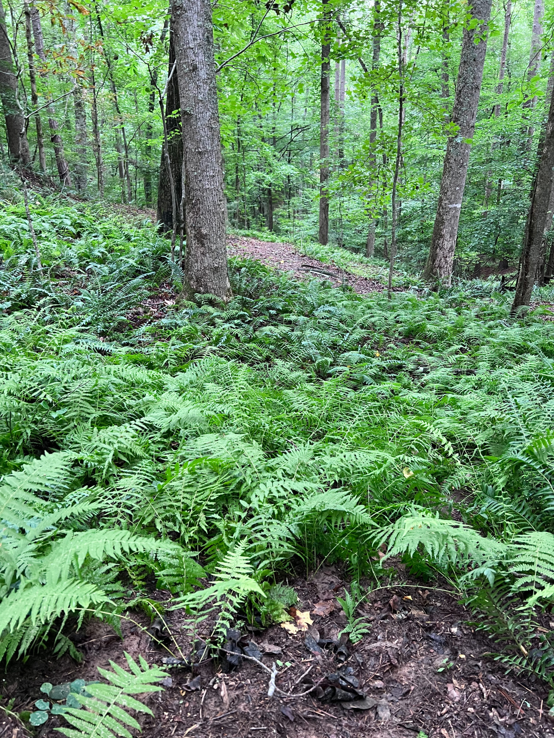 Your Quick Guide to Georgia's Sweetwater Creek State Park