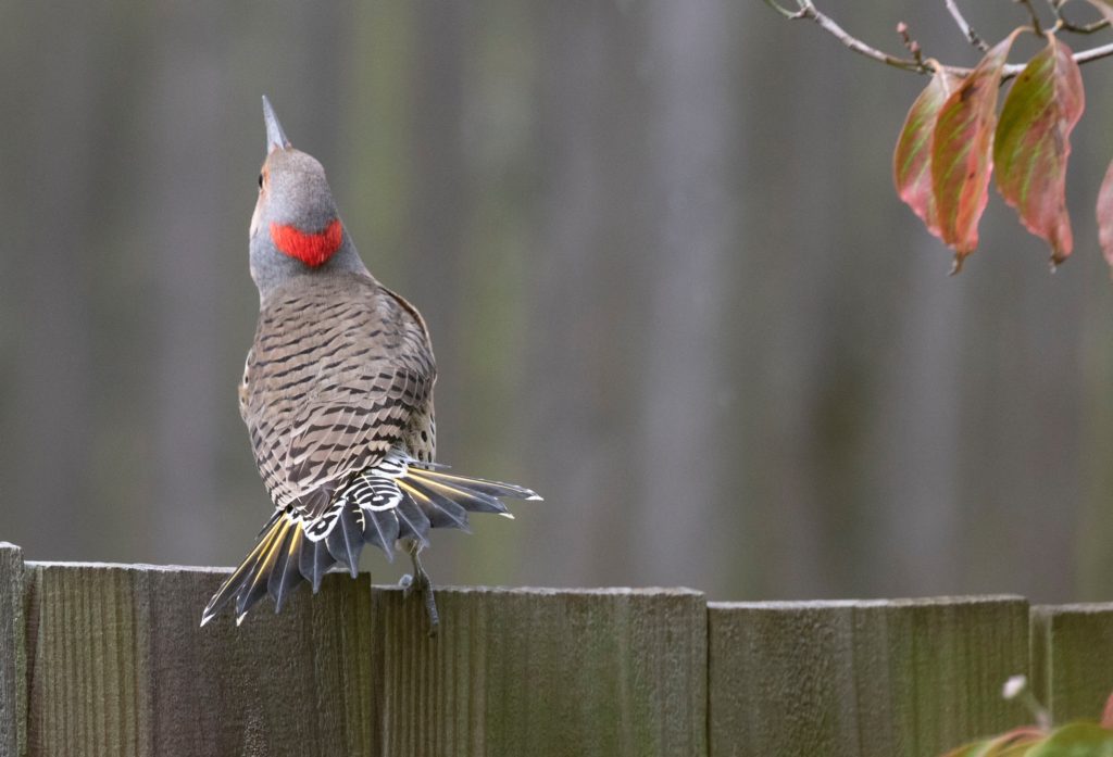 A Beginner's Guide to Birding: Get Started with 2 Easy Steps