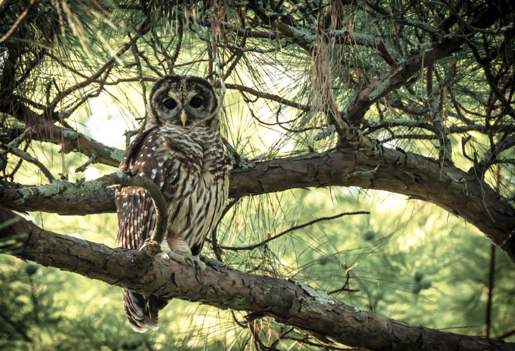 A Beginner's Guide to Birding: Get Started with 2 Easy Steps