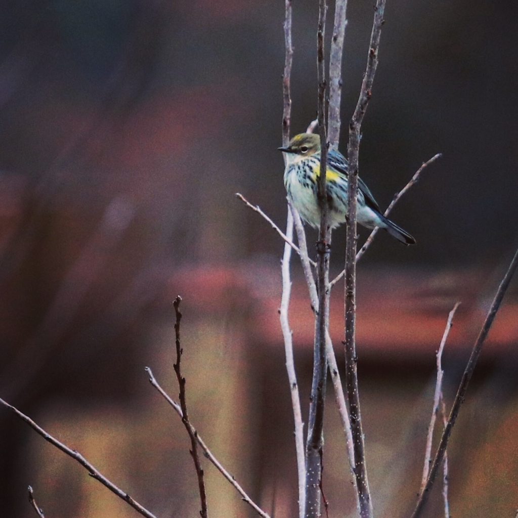 A Beginner's Guide to Birding: Get Started with 2 Easy Steps