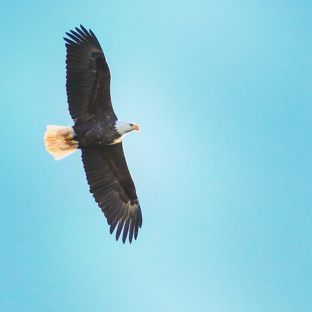 A Beginner's Guide to Birding: Get Started with 2 Easy Steps