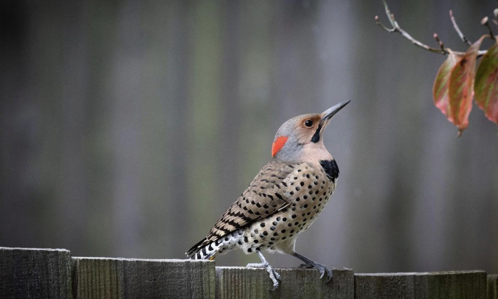 A Beginner's Guide to Birding: Get Started with 2 Easy Steps