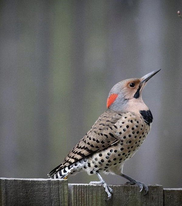 A Beginner's Guide to Birding: Get Started with 2 Easy Steps